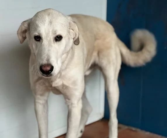 Richard, male 4yo Mixed Breed for adoption at Huellas Puertollano