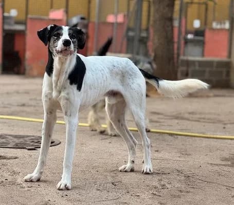 ORIOL, male 3yo Mixed Breed for adoption at Huellas Puertollano