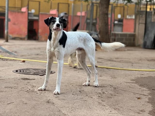 ORIOL, male 3yo Mixed Breed for adoption at Huellas Puertollano