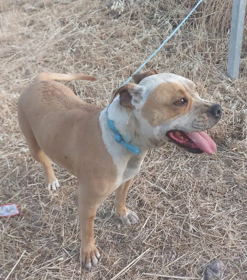 Saida, female 5yo Mixed Breed for adoption at Huellas Puertollano