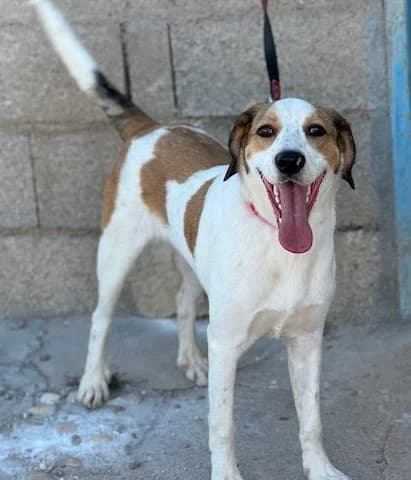 Brandon, male young Mixed Breed for adoption at Huellas Puertollano