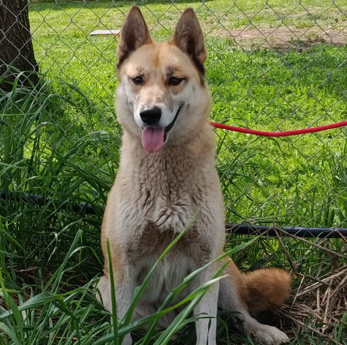 Pizca, female Mixed Breed for adoption at Huellas Puertollano