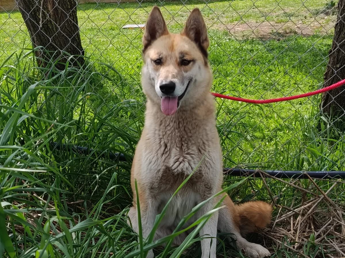 Pizca, female Mixed Breed for adoption at Huellas Puertollano