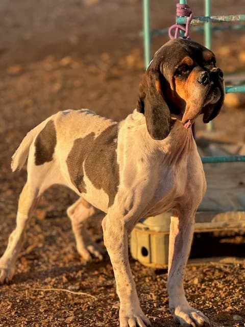 Yugo, male Mixed Breed for adoption at Huellas Puertollano