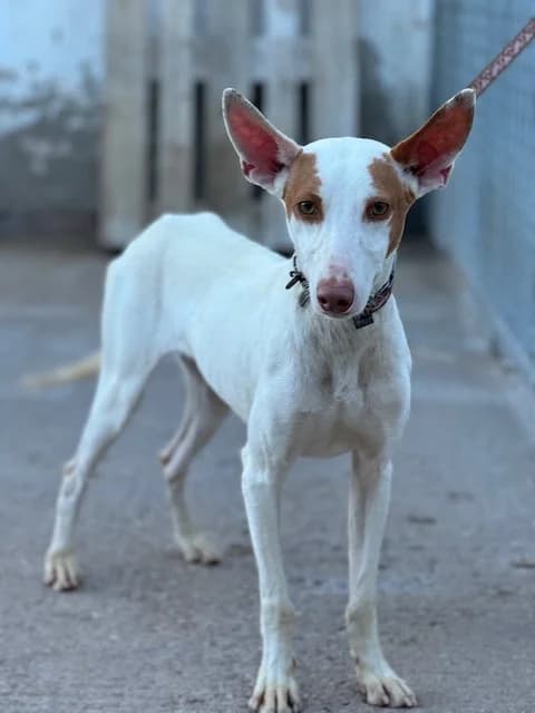 Naranjo, male 6yo Mixed Breed for adoption at Huellas Puertollano
