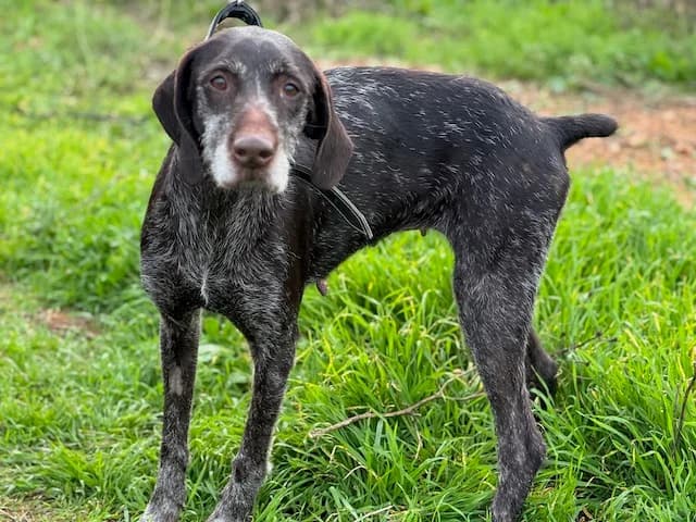 Dana, female senior Mixed Breed for adoption at Huellas Puertollano