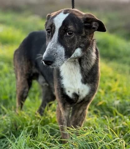 Okel, male young Mixed Breed for adoption at Huellas Puertollano