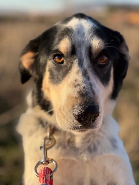 Torbellino, male 3yo Mixed Breed for adoption at Huellas Puertollano