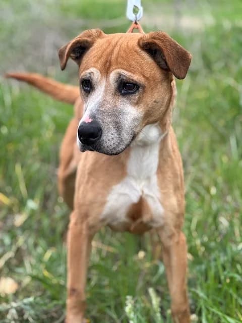 Bayan, female 7yo Mixed Breed for adoption at Huellas Puertollano
