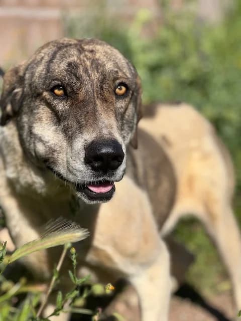 Jota, female puppy Mixed Breed for adoption at Huellas Puertollano