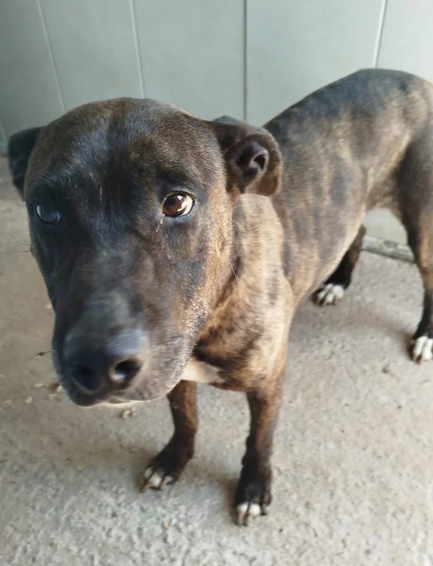 Carlota, female 5yo Mixed Breed for adoption at Huellas Puertollano
