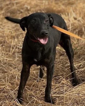 Anastasia, female puppy Mixed Breed for adoption at Huellas Puertollano