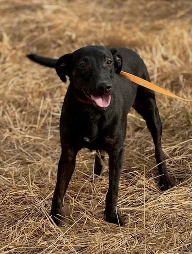 Anastasia, female puppy Mixed Breed for adoption at Huellas Puertollano