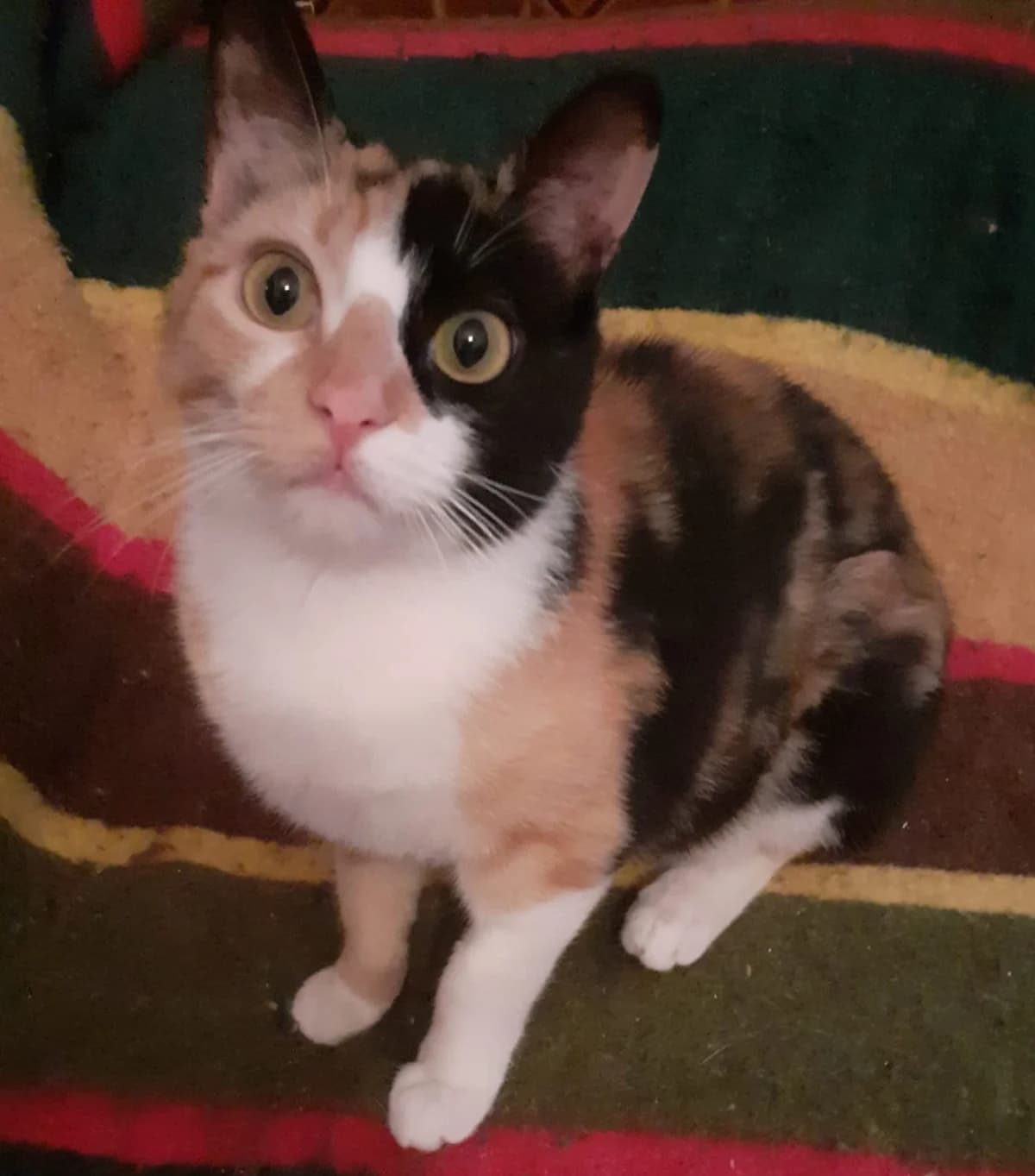 Susan adoptada, 4yo Mixed Breed for adoption at Huellas Puertollano