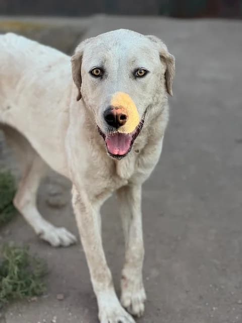 ROCA, female young Mixed Breed for adoption at Huellas Puertollano