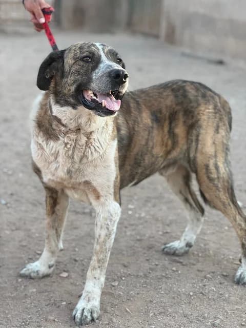 Valiente, male 3yo Mixed Breed for adoption at Huellas Puertollano