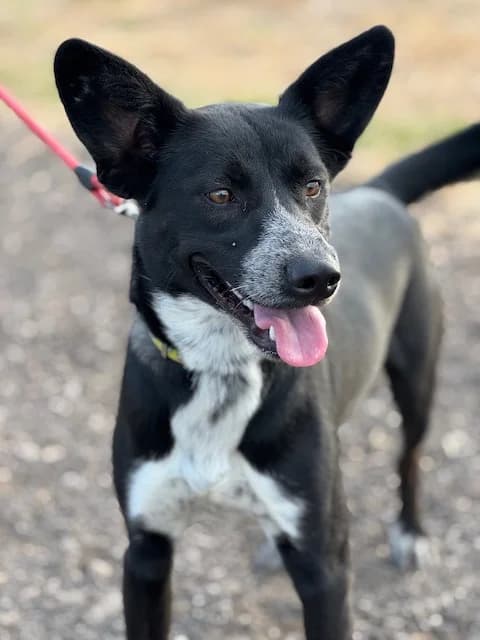 Zeus, male Mixed Breed for adoption at Huellas Puertollano