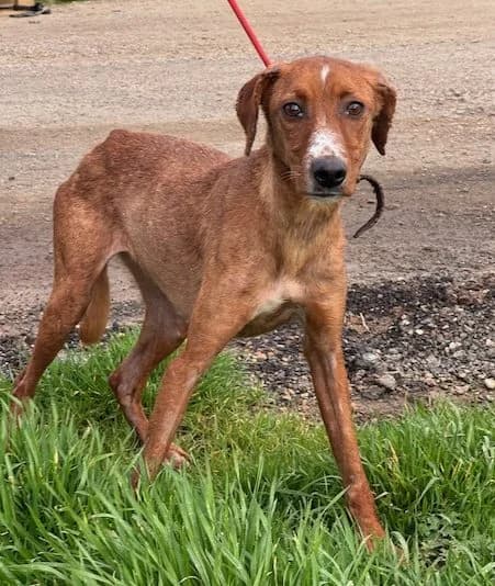 Cayena, female Mixed Breed for adoption at Huellas Puertollano
