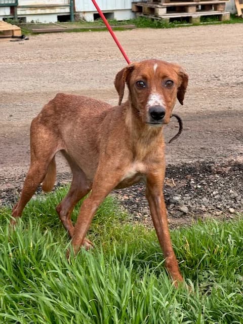 Cayena, female Mixed Breed for adoption at Huellas Puertollano