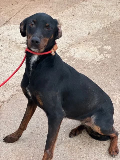 PIMIENTA, female Mixed Breed for adoption at Huellas Puertollano