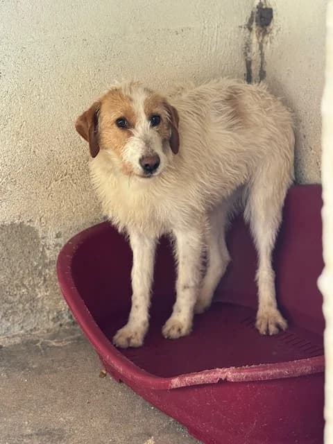 MOSTAZA, female Mixed Breed for adoption at Huellas Puertollano