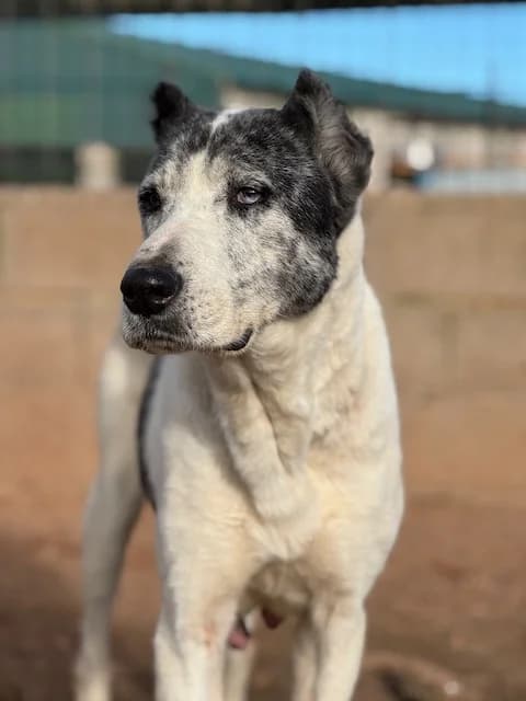 TIKA, female Mixed Breed for adoption at Huellas Puertollano