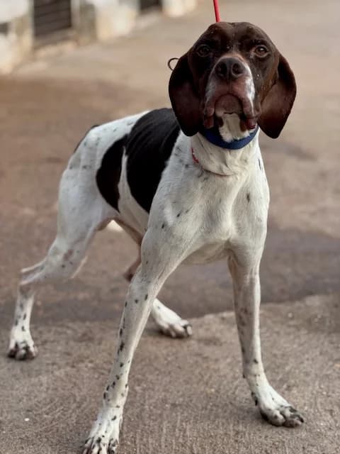 SALESIANO, male 3yo Mixed Breed for adoption at Huellas Puertollano
