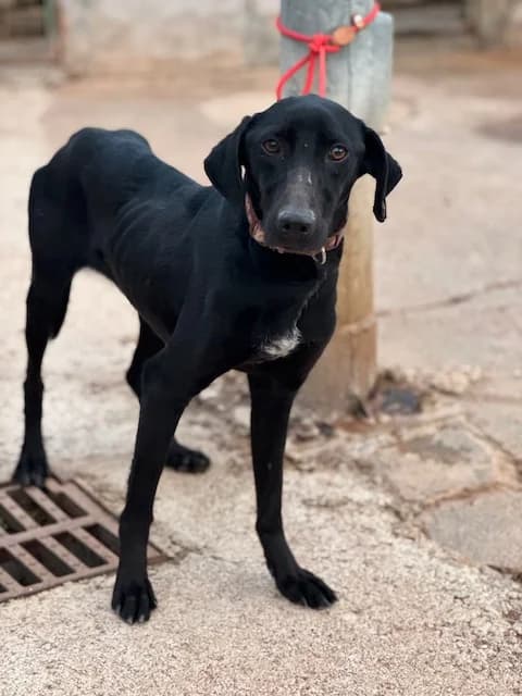 GLENDA, female Mixed Breed for adoption at Huellas Puertollano