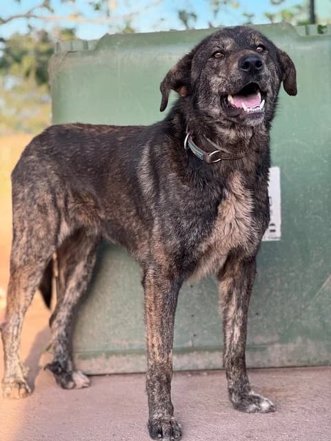 AMOROSO, male young Mixed Breed for adoption at Huellas Puertollano