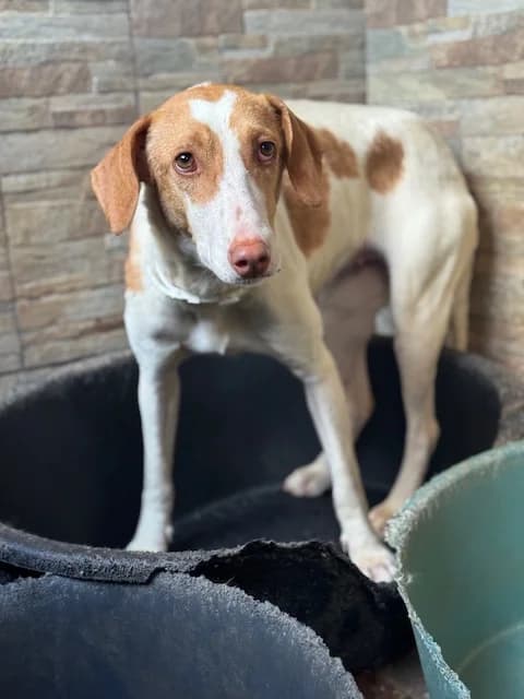 PETUNIA, female Mixed Breed for adoption at Huellas Puertollano