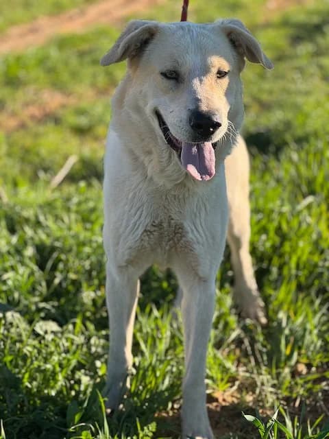 TORNILLO, male young Mixed Breed for adoption at Huellas Puertollano