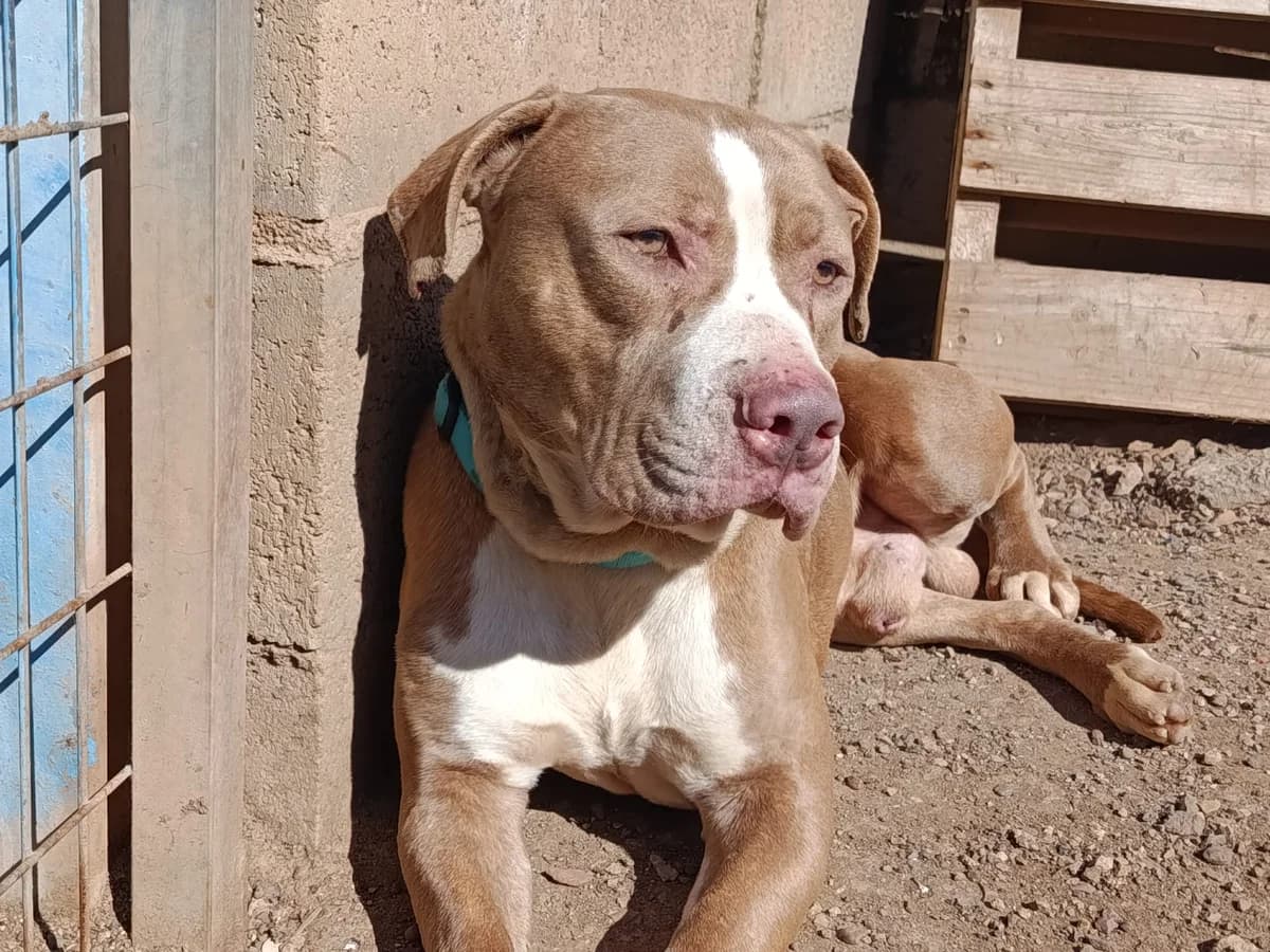 BRUT, male 3yo Mixed Breed for adoption at Huellas Puertollano