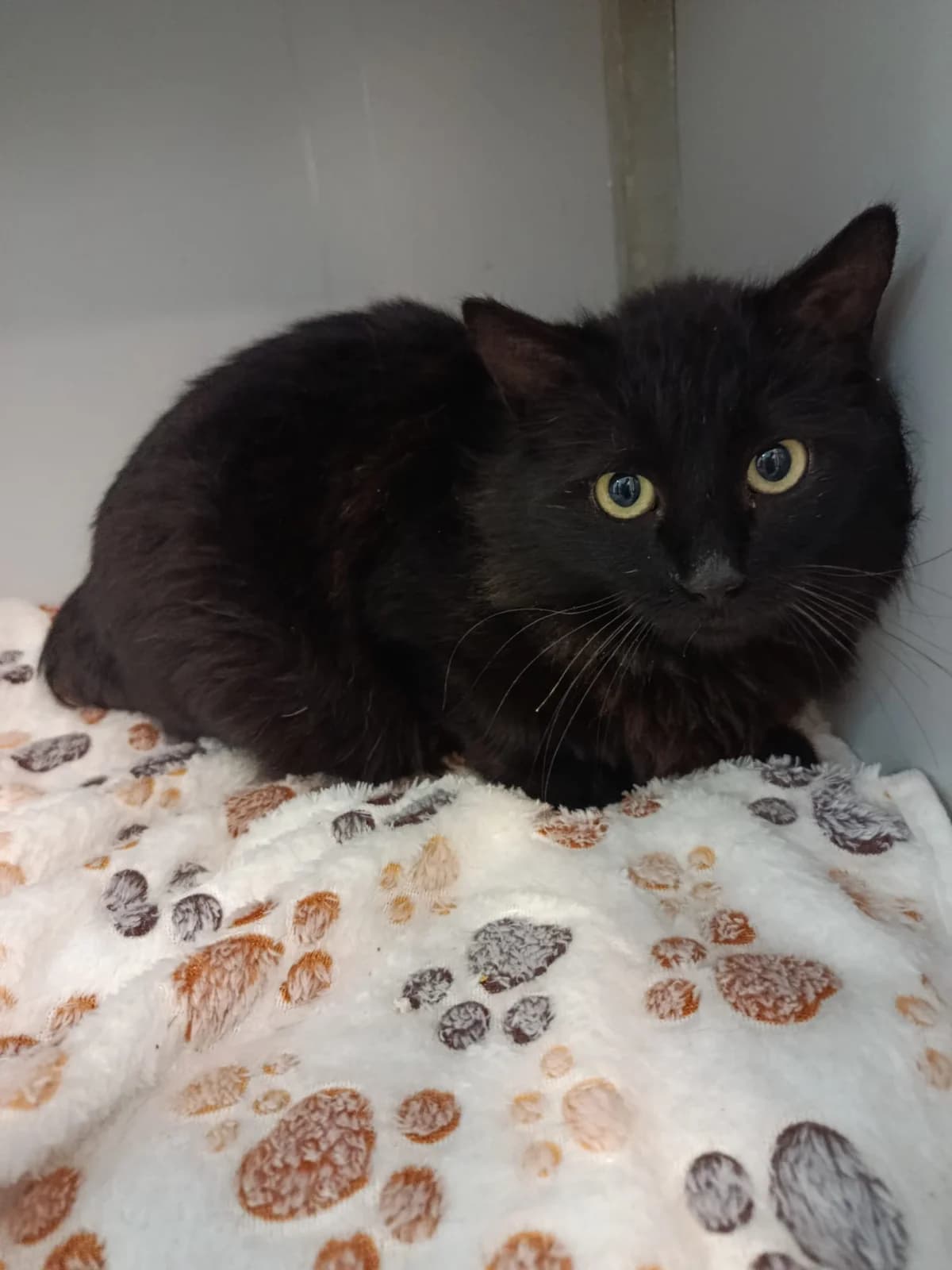 PIKA, 5yo Mixed Breed for adoption at Huellas Puertollano