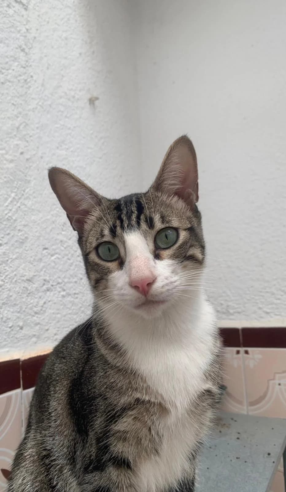 SUGUS, 5yo Mixed Breed for adoption at Huellas Puertollano