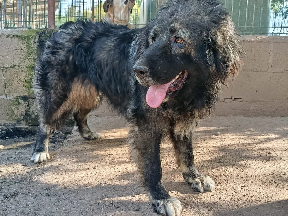 YARA, female 3yo Mixed Breed for adoption at Huellas Puertollano