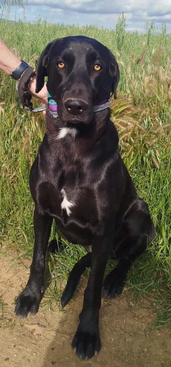 TIANA, female Mixed Breed for adoption at Huellas Puertollano