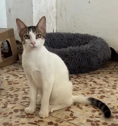 TRIXIE, puppy Mixed Breed for adoption at Huellas Puertollano
