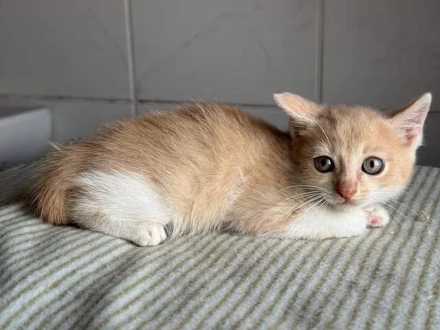 PERCY, Mixed Breed for adoption at Huellas Puertollano
