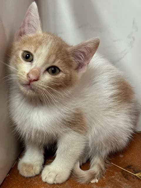 ÁGATA, Mixed Breed for adoption at Huellas Puertollano