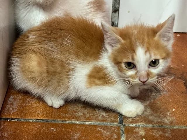 JEREMY, Mixed Breed for adoption at Huellas Puertollano