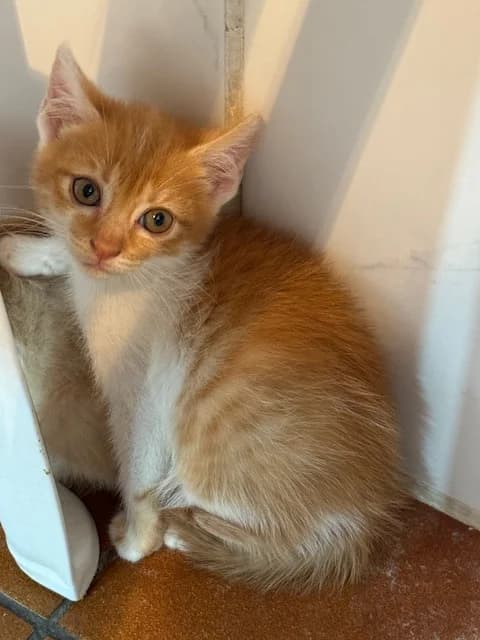 HENRIETA, Mixed Breed for adoption at Huellas Puertollano