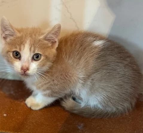 BARNABY, Mixed Breed for adoption at Huellas Puertollano