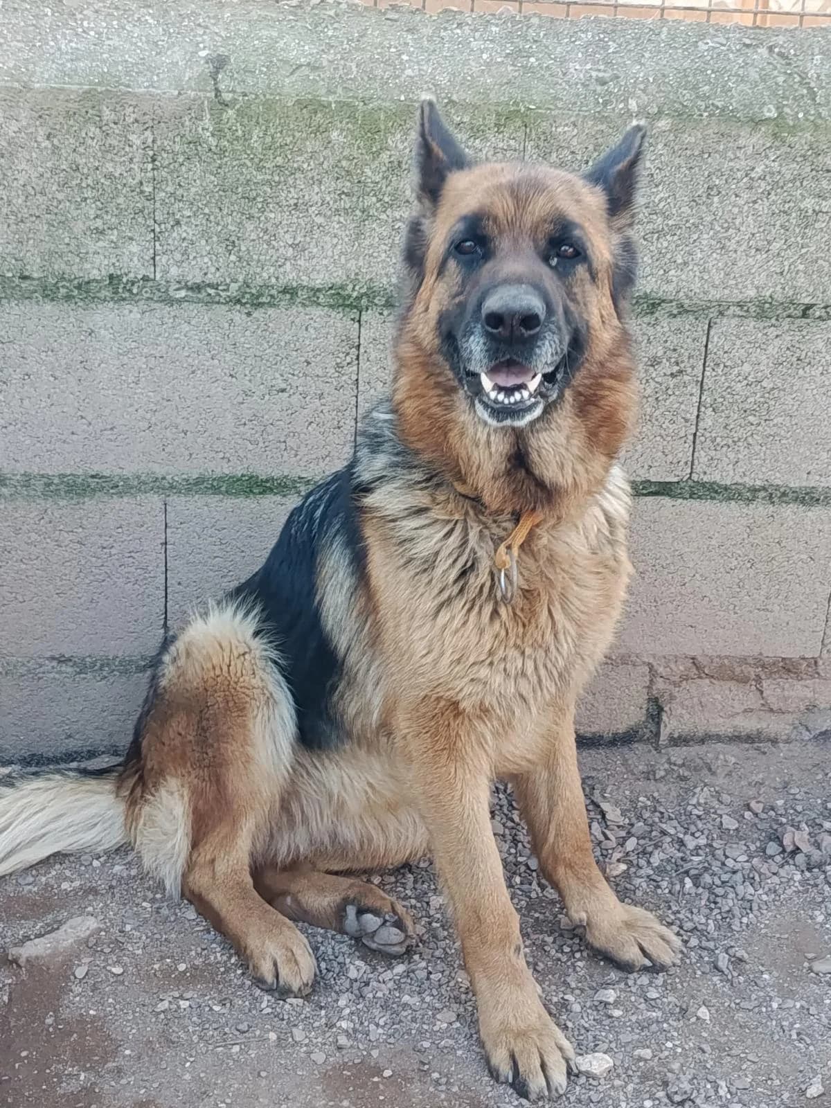 CHIRUCA, female 5yo Mixed Breed for adoption at Huellas Puertollano
