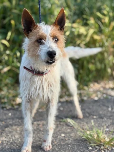 KAN, male Mixed Breed for adoption at Huellas Puertollano