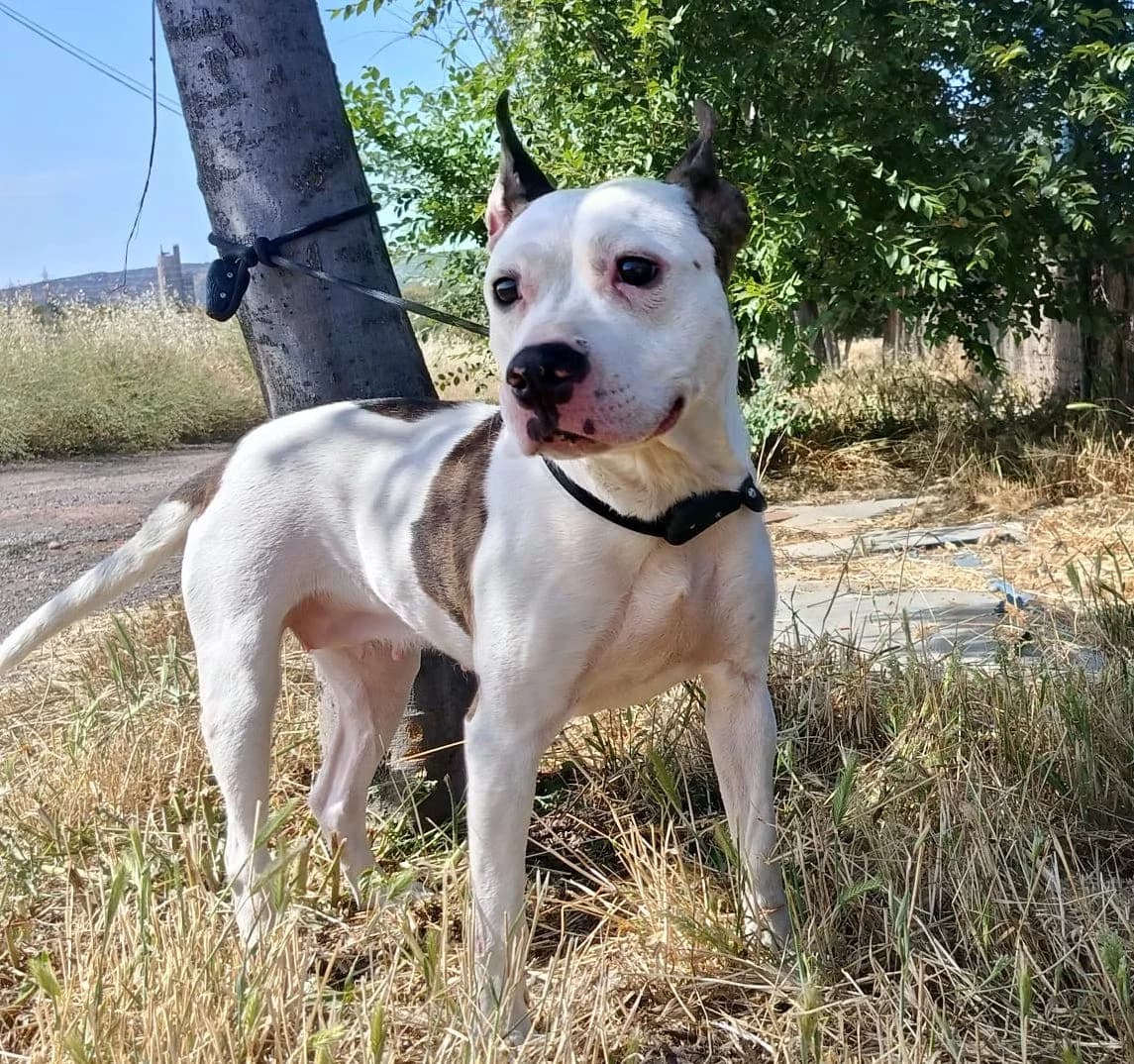 PANDORA, female young Mixed Breed for adoption at Huellas Puertollano