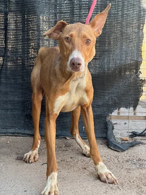 OLIVO, male 3yo Mixed Breed for adoption at Huellas Puertollano