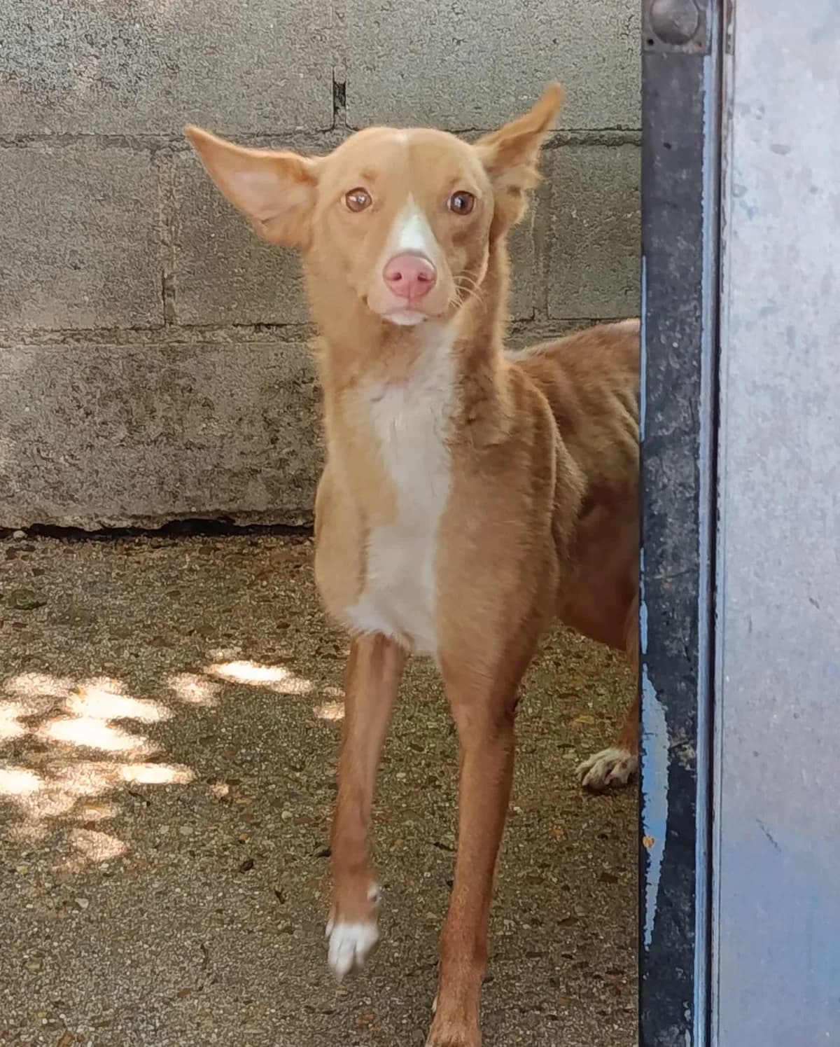 MONTAGA, female young Mixed Breed for adoption at Huellas Puertollano