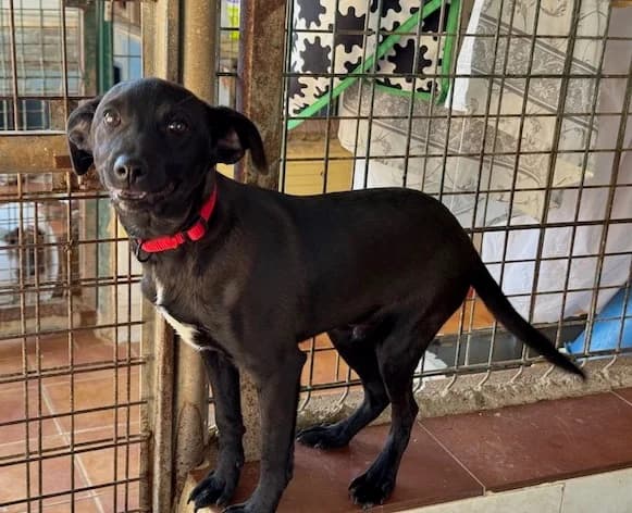 MOSCHINO, male puppy Mixed Breed for adoption at Huellas Puertollano