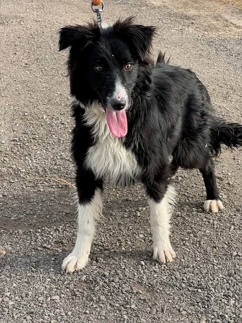 ALMA, female young Mixed Breed for adoption at Huellas Puertollano