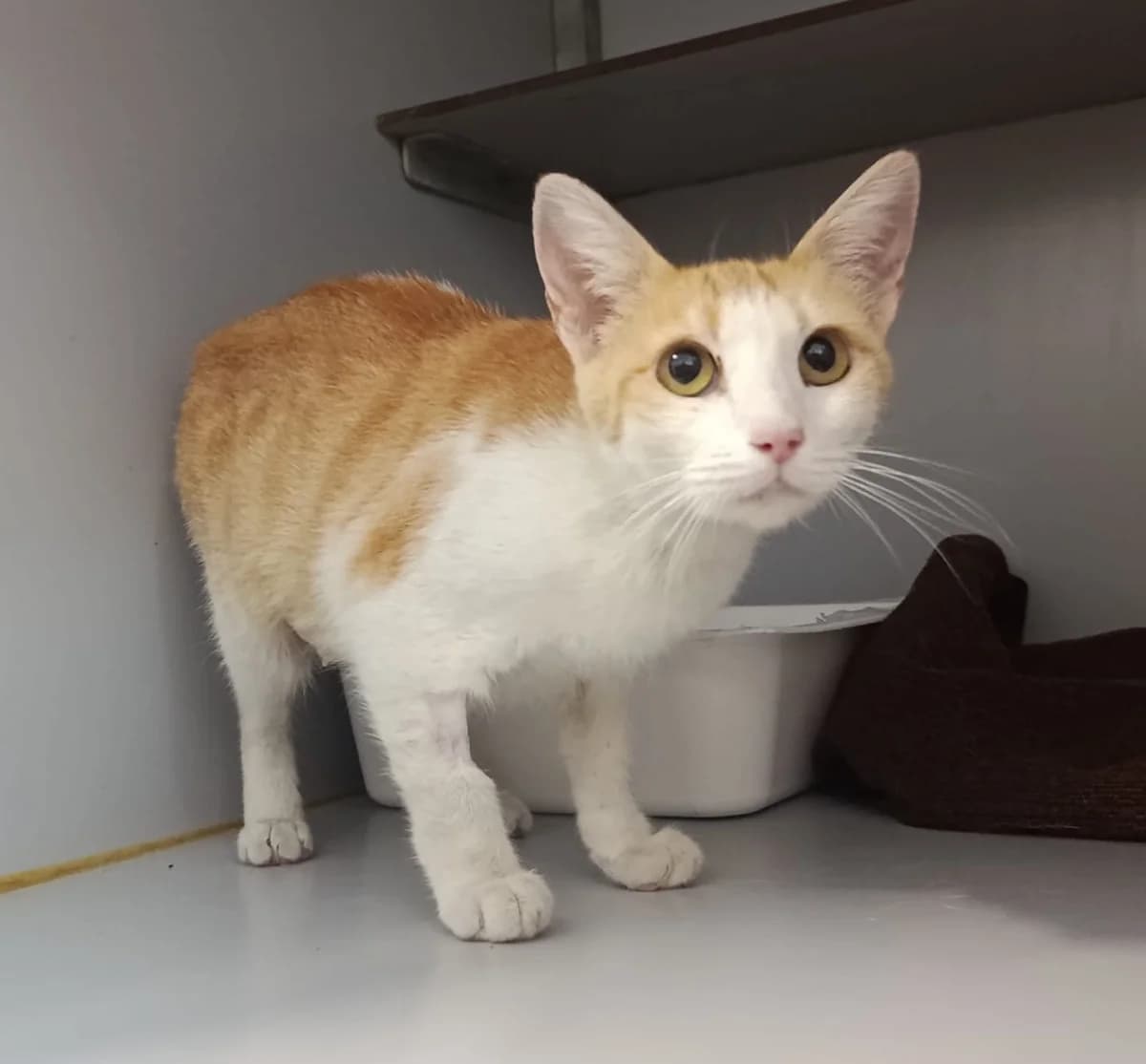 CARMENCITA, young Mixed Breed for adoption at Huellas Puertollano